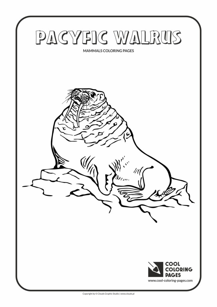 Cool Coloring Pages Pacific walrus coloring page - Cool Coloring Pages