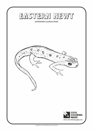 Cool Coloring Pages - Animals / Eastern newt / Coloring page with eastern newt