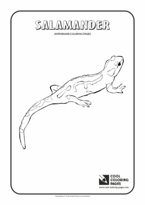 Cool Coloring Pages - Animals / Salamander / Coloring page with salamander