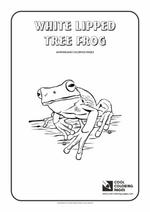 Cool Coloring Pages - Animals / White lipped tree frog / Coloring page with white lipped tree frog