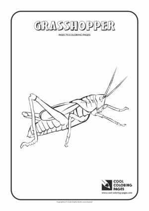 Cool Coloring Pages - Animals / Grasshopper / Coloring page with grasshopper