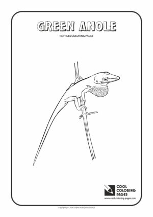 Cool Coloring Pages - Animals / Green anole / Coloring page with green anole