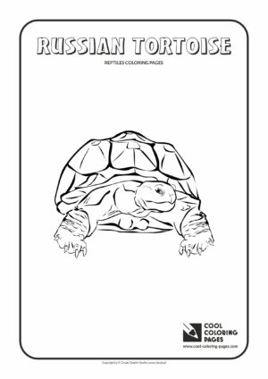 Cool Coloring Pages - Animals / Russian tortoise / Coloring page with russian tortoise