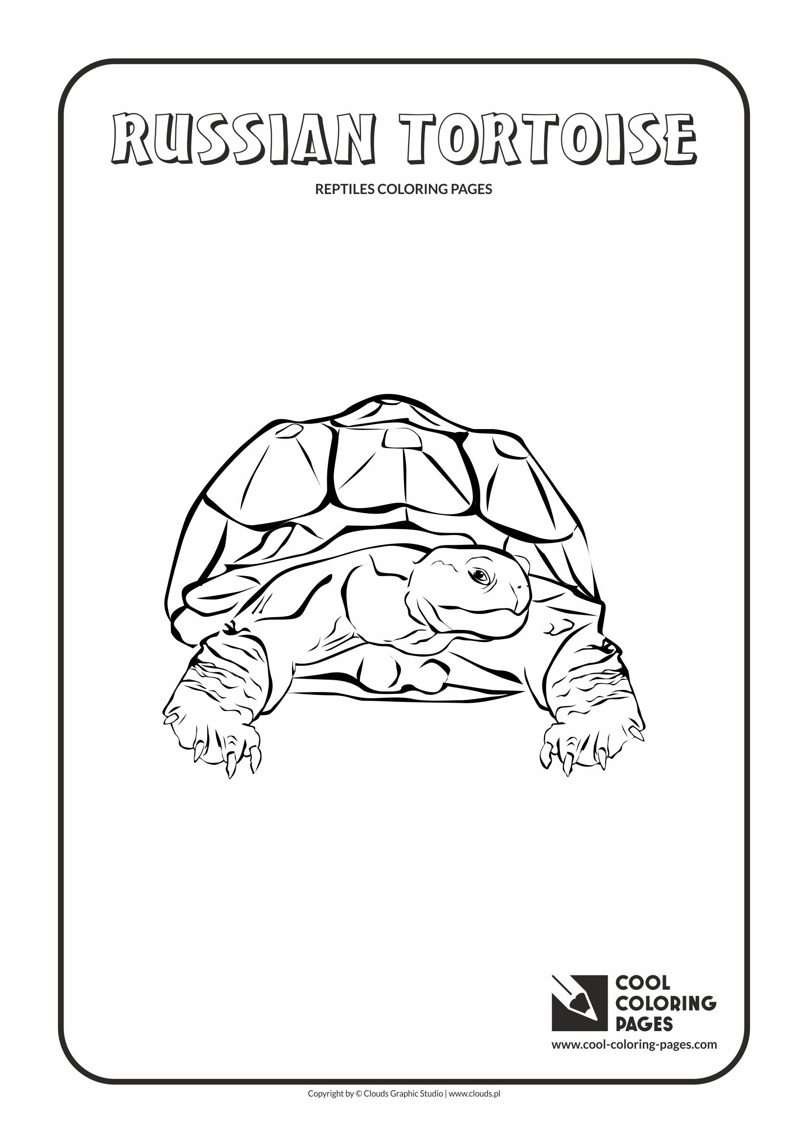 Tortoise Coloring Page Vector Art, Icons, and Graphics for Free Download